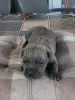 Dodatkowe zdjęcia: Cane Corso, rezerwacja szczeniąt