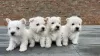 Dodatkowe zdjęcia: Szczenięta West Highland White Terrier