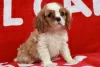 Zdjęcie №1. cavalier king charles spaniel - na sprzedaż w Ixelles | 670zł | Zapowiedź №75584