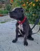 Zdjęcie №4. Sprzedam american bully w Trieste. prywatne ogłoszenie - cena - negocjowane