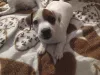 Dodatkowe zdjęcia: Jack Russell