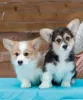 Zdjęcie №2 do zapowiedźy № 40225 na sprzedaż  welsh corgi - wkupić się Federacja Rosyjska od żłobka