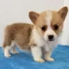 Zdjęcie №3. Walijski Pembroke Corgi (czysta rasa). Niemcy