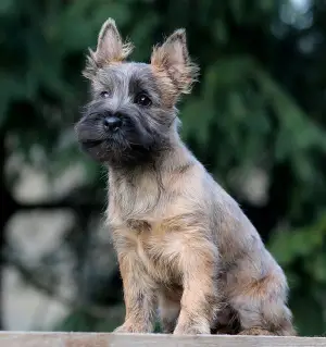 Zdjęcie №2 do zapowiedźy № 4424 na sprzedaż  cairn terrier - wkupić się Federacja Rosyjska hodowca