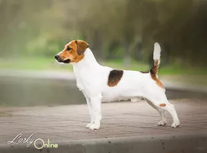 Dodatkowe zdjęcia: Jack Russell Terrier Girl Smooth