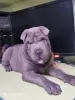 Zdjęcie №3. Shar Pei niebieski kolor. Ukraina