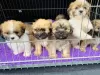 Dodatkowe zdjęcia: Szczenię Lhasa Apso