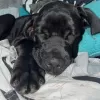 Zdjęcie №1. cane corso - na sprzedaż w Kijów | 2511zł | Zapowiedź №81310