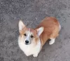 Dodatkowe zdjęcia: walijski corgi pembroke