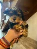 Zdjęcie №3. Szczeniak Mini Yorkshire Terrier. Niemcy