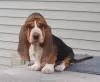 Zdjęcie №1. basset hound - na sprzedaż w Benapole | negocjowane | Zapowiedź №11007