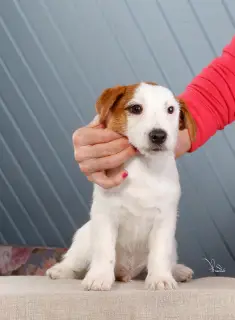 Dodatkowe zdjęcia: Szczenięta Jack Russell Terrier (FCI)