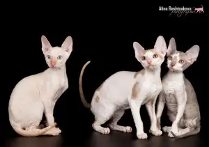 Zdjęcie №3. Kocięta VIP hodują Cornish Rex. Federacja Rosyjska