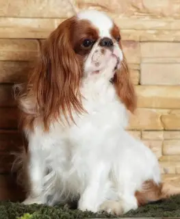 Zdjęcie №4. Sprzedam cavalier king charles spaniel w Sillamae. hodowca - cena - 3412zł