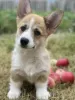 Dodatkowe zdjęcia: Szczeniaki Welsh Corgi