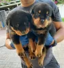 Zdjęcie №1. rottweiler - na sprzedaż w Амстердам | 1256zł | Zapowiedź №44026