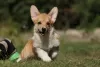 Zdjęcie №1. welsh corgi - na sprzedaż w Zaporoże | 2930zł | Zapowiedź №79316