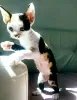 Dodatkowe zdjęcia: Kocięta Devon Rex