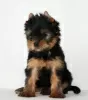 Zdjęcie №4. Sprzedam yorkshire terrier w Mińsk. hodowca - cena - 2033zł