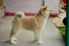 Dodatkowe zdjęcia: Akita Inu