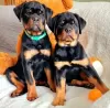 Zdjęcie №1. rottweiler - na sprzedaż w Warszawa | 5023zł | Zapowiedź №63285