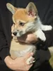 Zdjęcie №3. Szczeniak walijski Corgi Pembroke. Białoruś