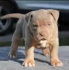 Zdjęcie №2 do zapowiedźy № 92655 na sprzedaż  american bully - wkupić się USA hodowca