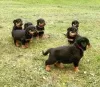 Zdjęcie №1. rottweiler - na sprzedaż w Włocławek | 1465zł | Zapowiedź №105506