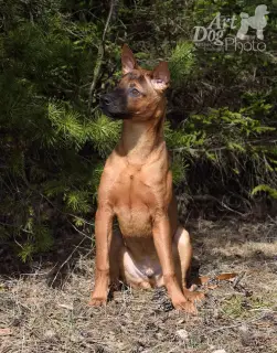 Zdjęcie №3. Tajskie szczeniaki rasy ridgeback. Mińsk, Białoruś.. Białoruś