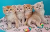 Zdjęcie №1. scottish fold - na sprzedaż w Paryż | negocjowane | Zapowiedź № 120544