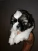 Dodatkowe zdjęcia: Shih Tzu