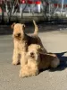 Zdjęcie №1. lakeland terrier - na sprzedaż w Nieftiekamsk | negocjowane | Zapowiedź №42301