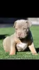 Zdjęcie №1. american bully - na sprzedaż w Ohiopyle | 3961zł | Zapowiedź №92655