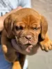 Dodatkowe zdjęcia: Dog de Bordeaux szczenięta