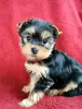 Zdjęcie №1. yorkshire terrier - na sprzedaż w Linz | Bezpłatny | Zapowiedź №98107