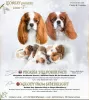 Zdjęcie №1. cavalier king charles spaniel - na sprzedaż w Dyneburg | negocjowane | Zapowiedź №94544