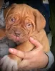 Zdjęcie №3. Szczenięta Dogue De Bordeaux.. Irlandia