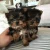 Zdjęcie №2 do zapowiedźy № 87013 na sprzedaż  maltańczyk, pudel (zabawka), yorkshire terrier - wkupić się USA prywatne ogłoszenie, ze schronu