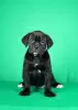 Zdjęcie №1. cane corso - na sprzedaż w Нови Сад | negocjowane | Zapowiedź №122379