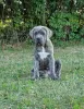 Zdjęcie №2 do zapowiedźy № 106781 na sprzedaż  cane corso - wkupić się Polska hodowca