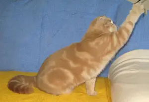 Dodatkowe zdjęcia: Scottish Cream Fold baby