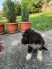 Dodatkowe zdjęcia: Lagotto Romagnolo szczenięta