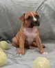 Dodatkowe zdjęcia: Szczenięta American Staffordshire Terrier