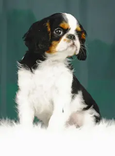 Zdjęcie №2 do zapowiedźy № 2294 na sprzedaż  cavalier king charles spaniel - wkupić się Estonia hodowca