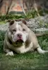 Zdjęcie №1. american bully - na sprzedaż w Weinheim | negocjowane | Zapowiedź №66043