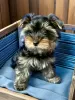 Zdjęcie №2 do zapowiedźy № 94981 na sprzedaż  yorkshire terrier - wkupić się Federacja Rosyjska hodowca