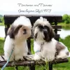 Zdjęcie №1. shih tzu - na sprzedaż w Warszawa | 2930zł | Zapowiedź №72910