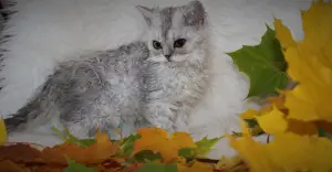 Zdjęcie №1. selkirk rex długowłosy - na sprzedaż w Petersburg | 908zł | Zapowiedź № 3530