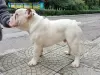 Dodatkowe zdjęcia: Bulldog Angielski