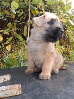 Zdjęcie №2 do zapowiedźy № 4586 na sprzedaż  irish soft coated wheaten terrier - wkupić się Federacja Rosyjska od żłobka, hodowca